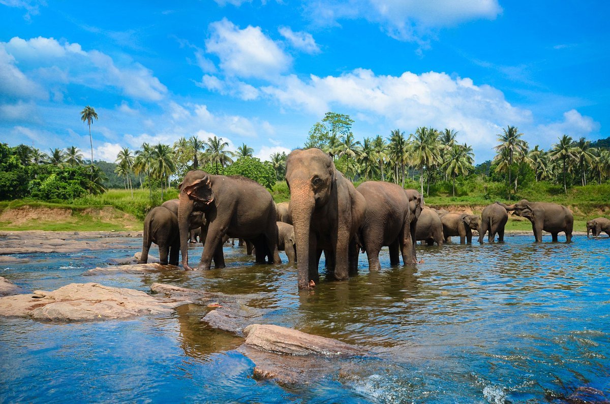 Culture, Hill Country And Wild Life Tour