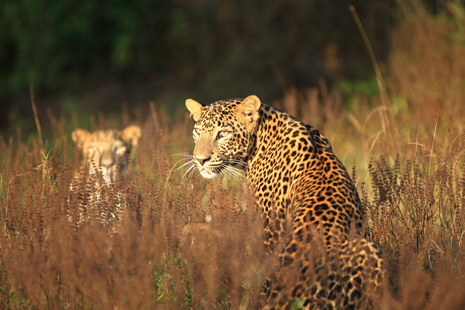 Connected to the wild – A wild life tour program