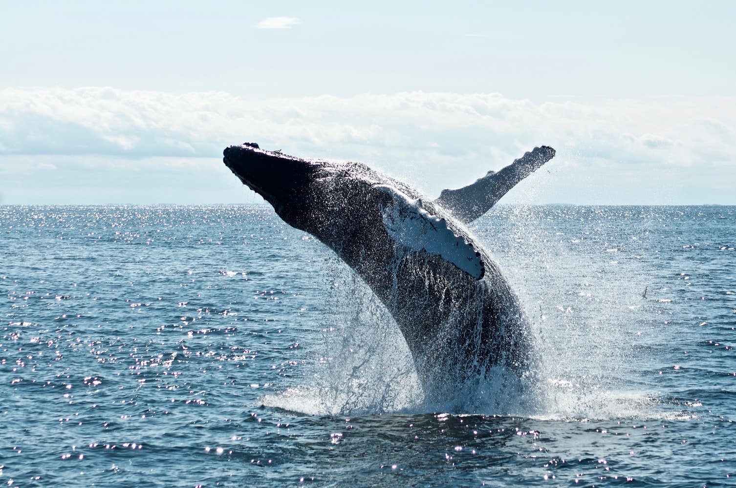 Whale & Dolphin Watching