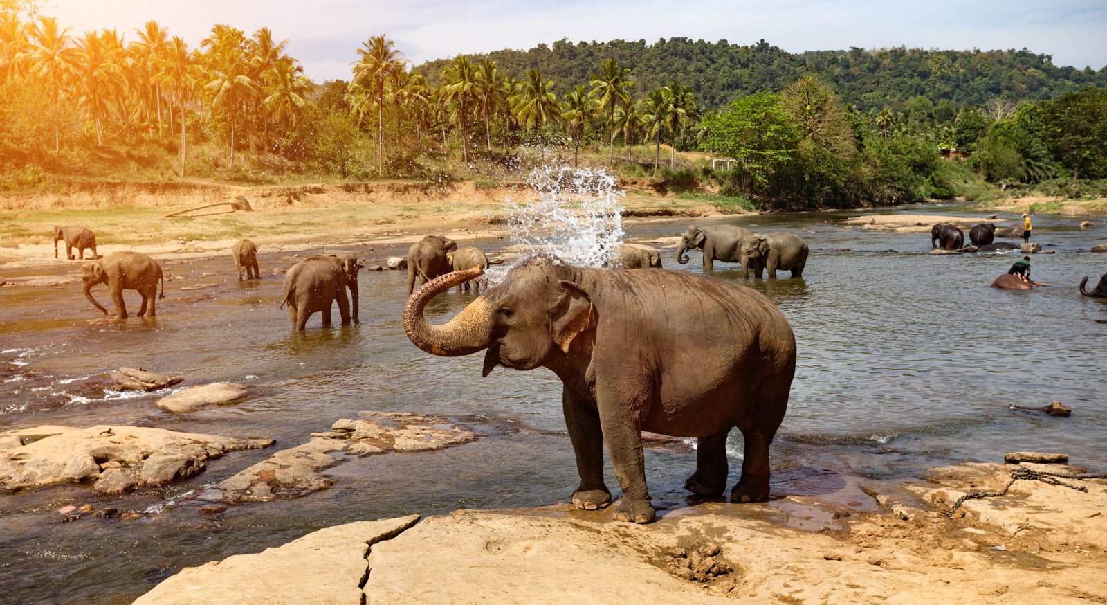 A Day with Gentle Giants
